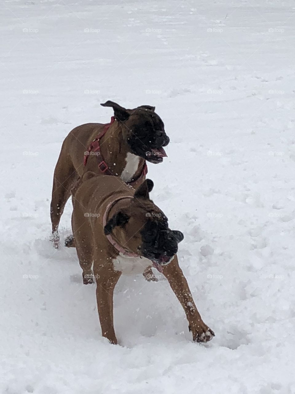 Boxer dogs in the snow having a ball running wild and free.