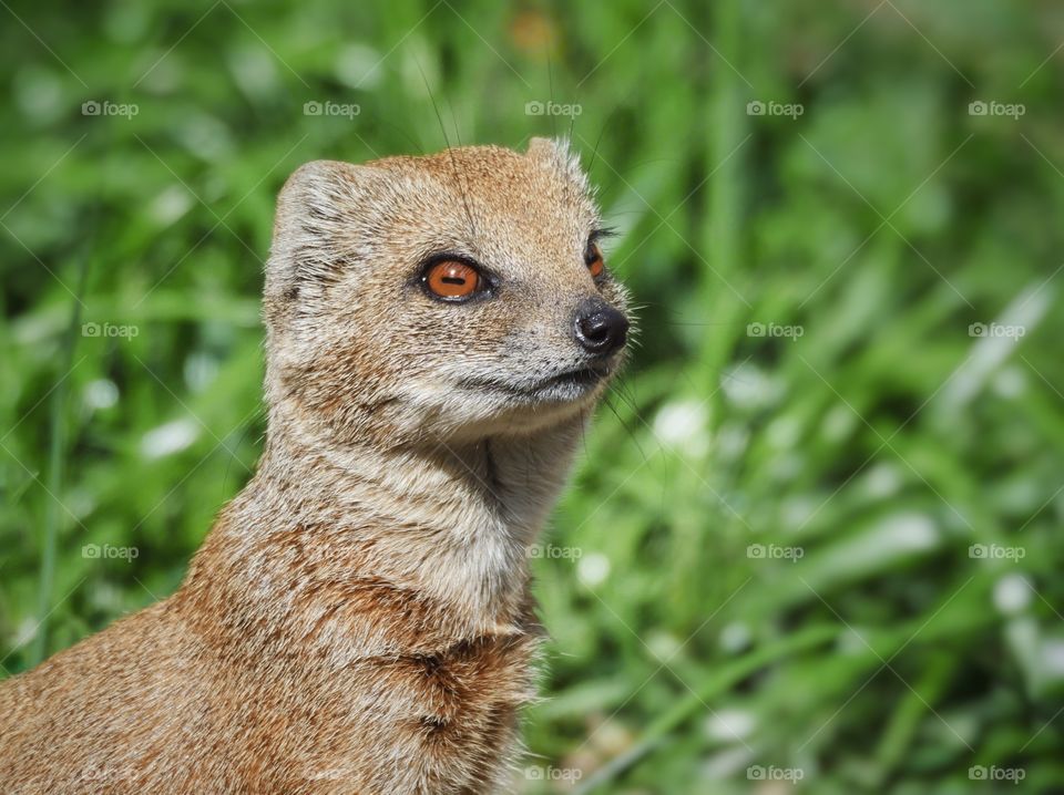 Yellow mongoose portrait