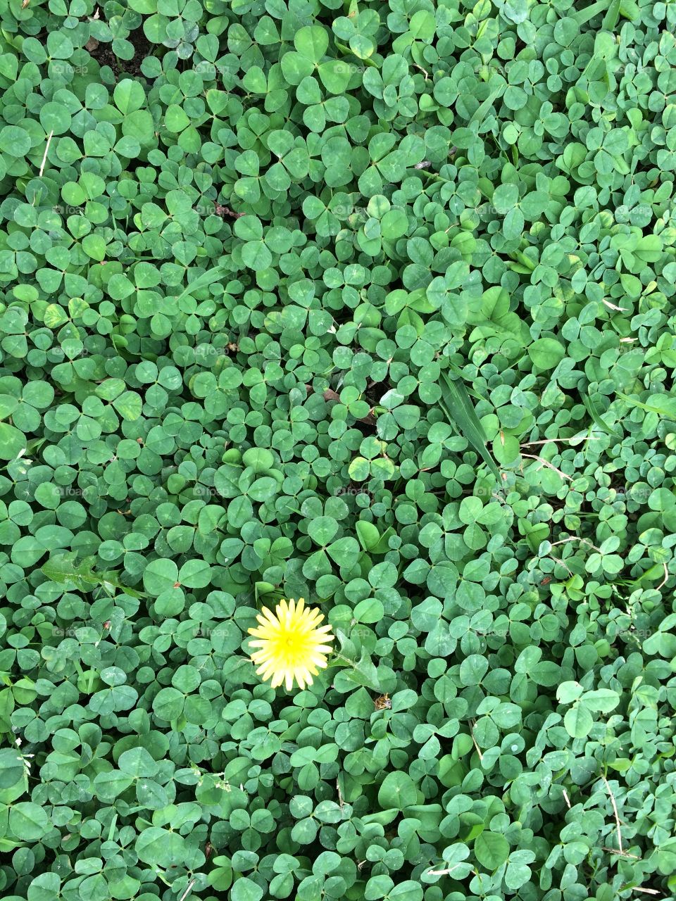 Stand out. A lone dandelion amongst the clover