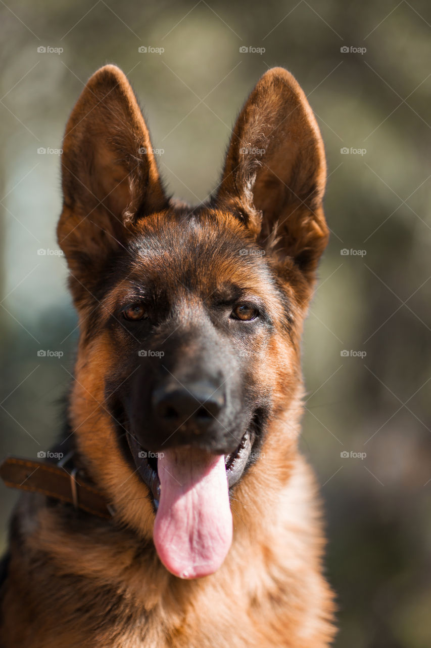 Young German shepherd puppy portrait at autumn park