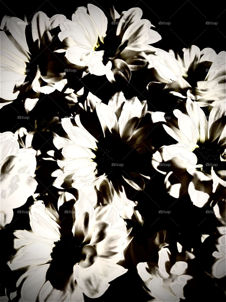 A black and white abstract that I created from the image of some flowers
