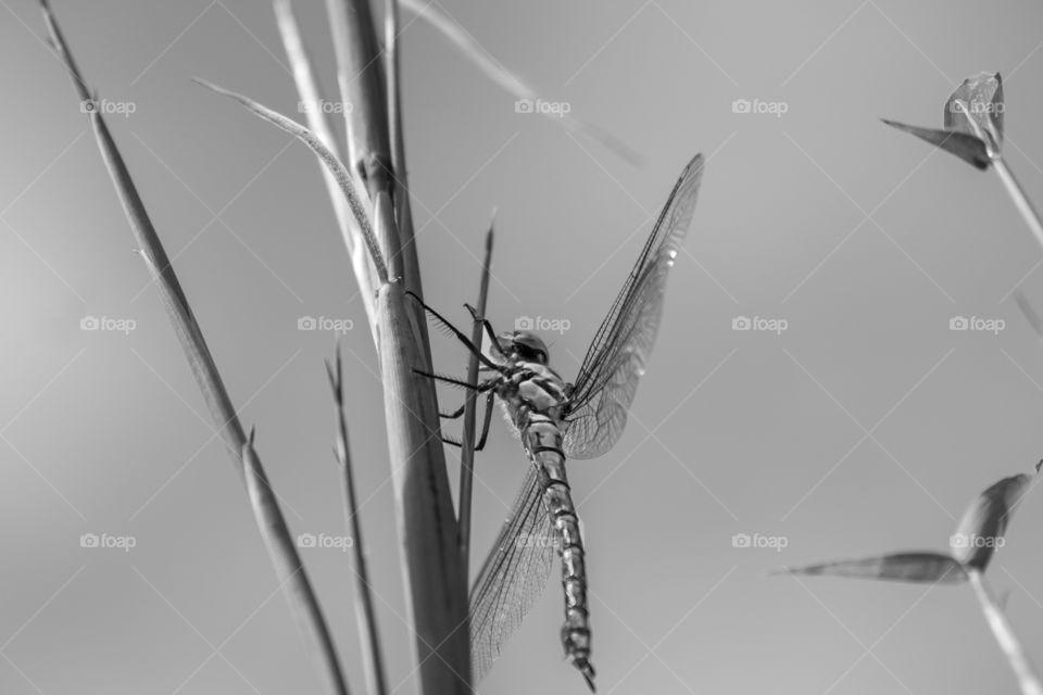 Dragon-fly  