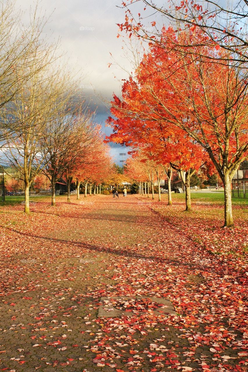 Fall Walk