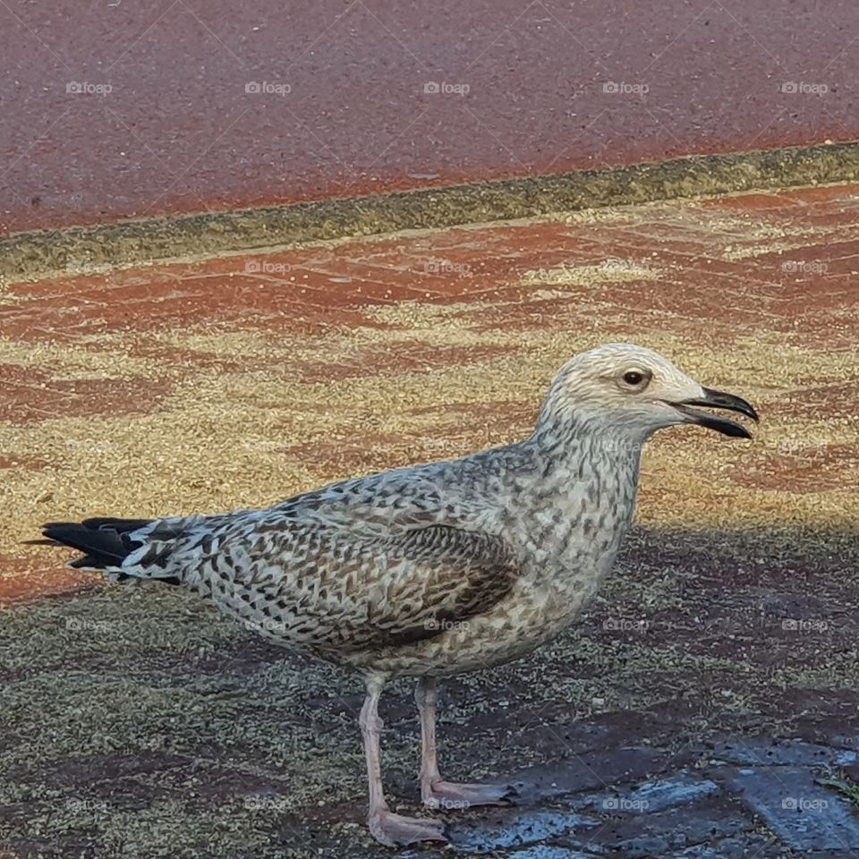 Young seagull makes noise