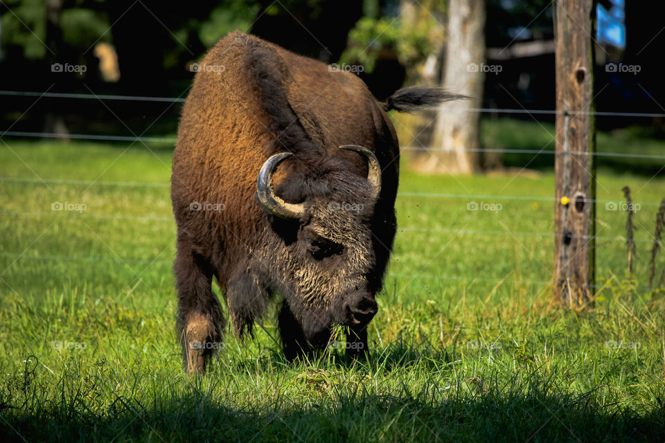 American bison