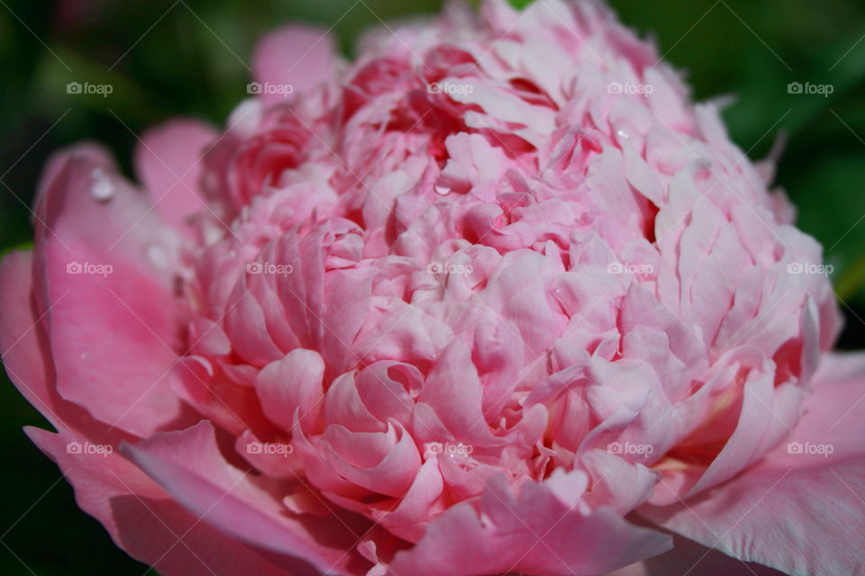 Pink Peony