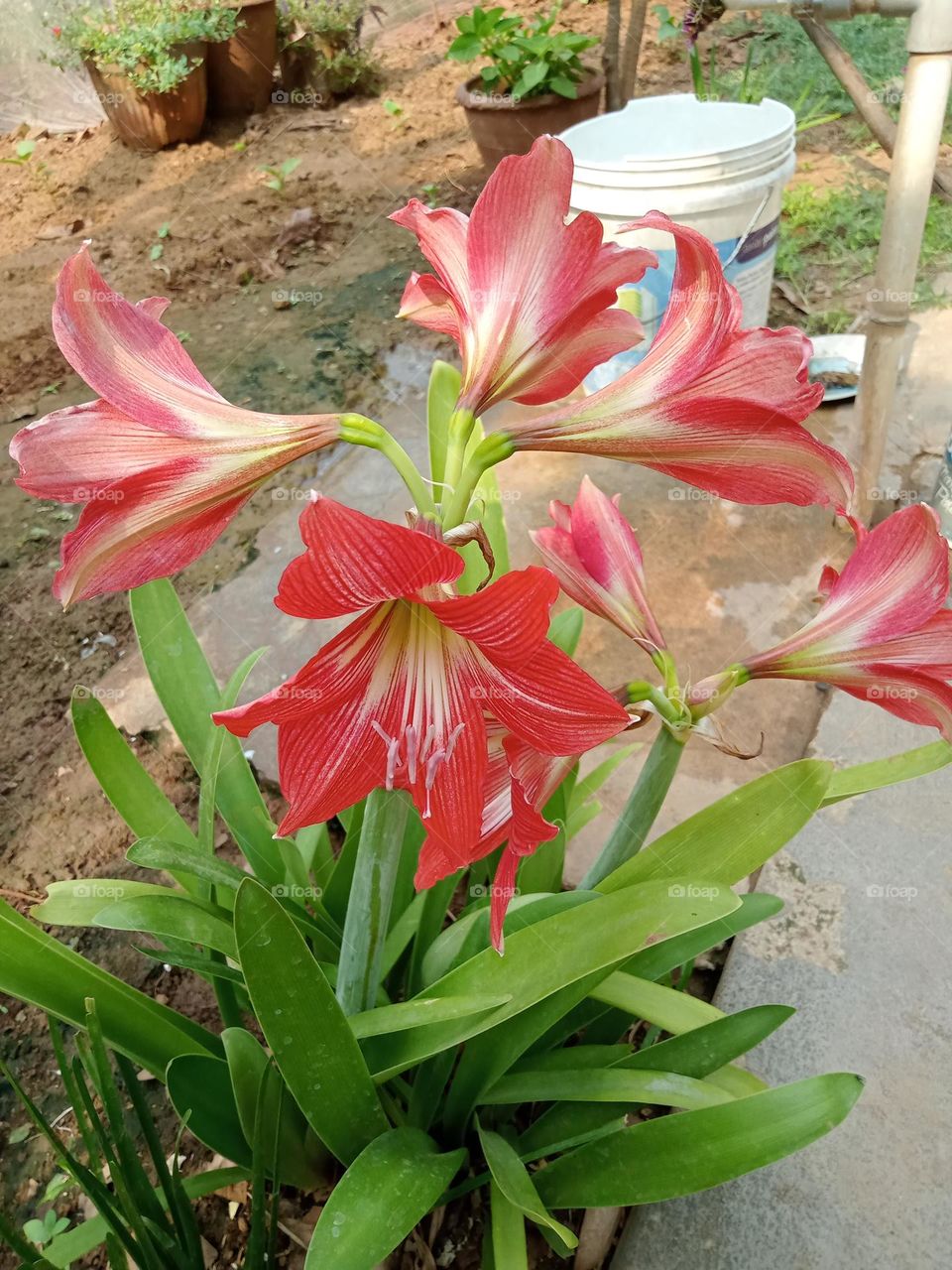 *ravarma vanguvo*  Striped lily, Striped barbados lily, Red flowers