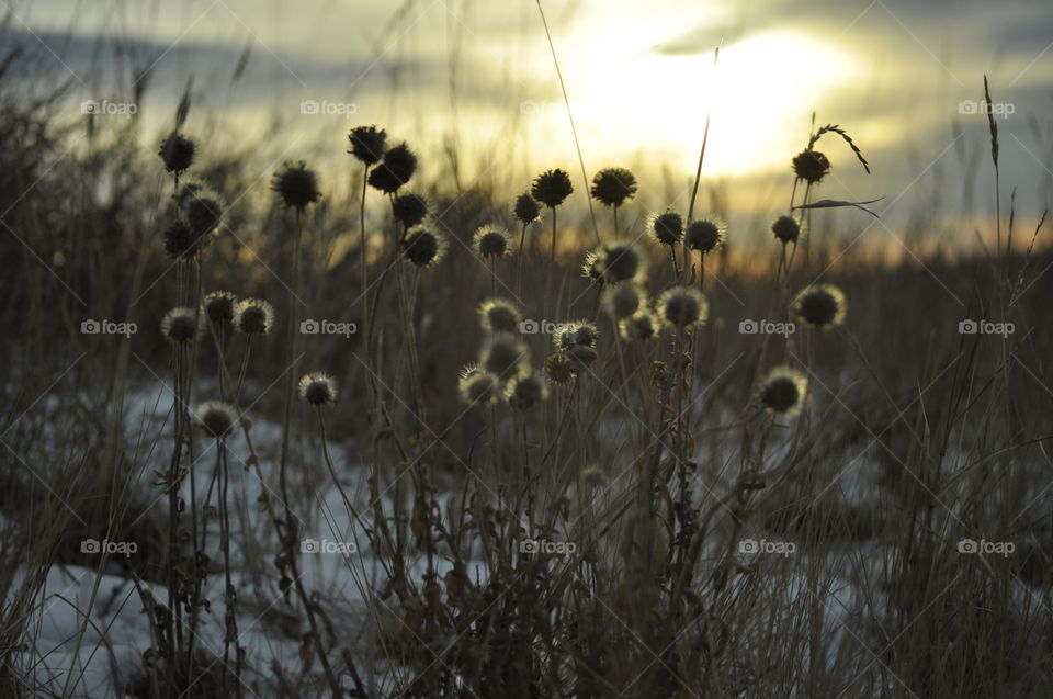 Thistles in the winter sunrise