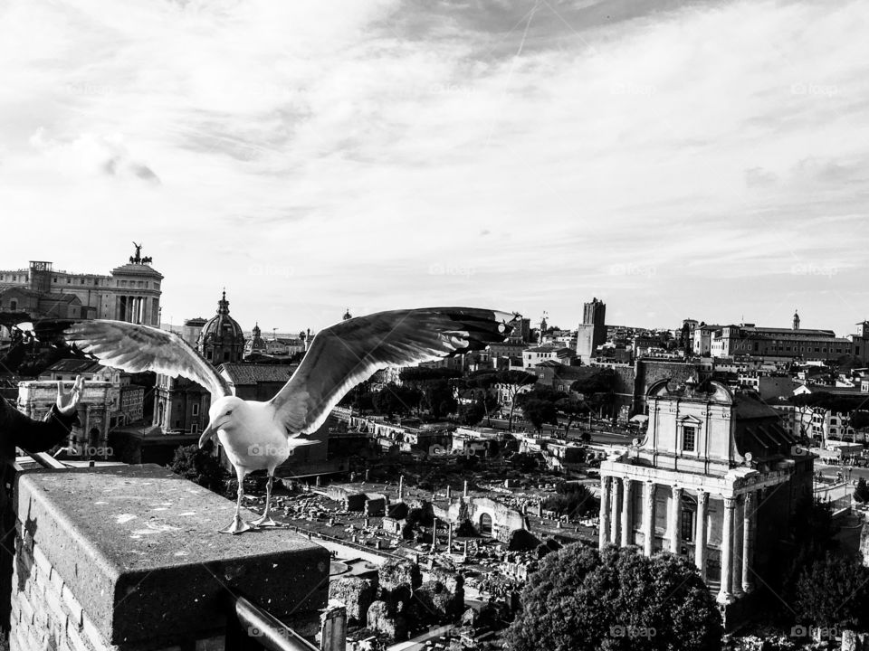 The Mediterranean gull. The Roma view and landscape from palatine hill. 