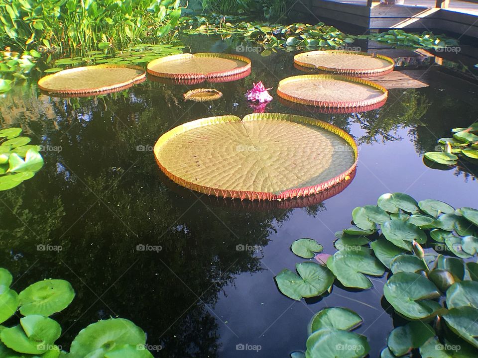 Coy Pond without Coy