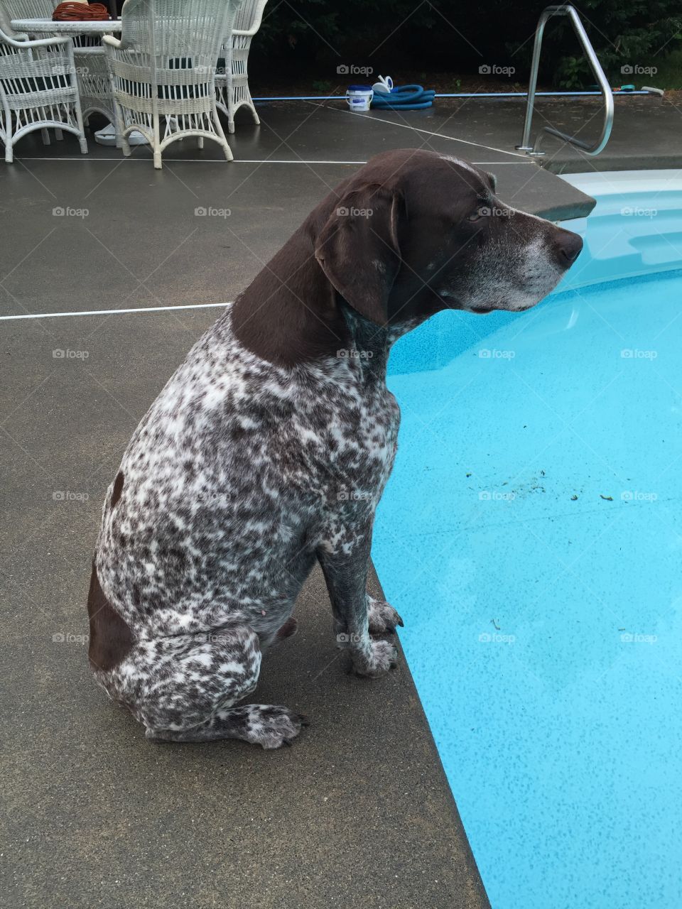 German Shorthaired Pointer 