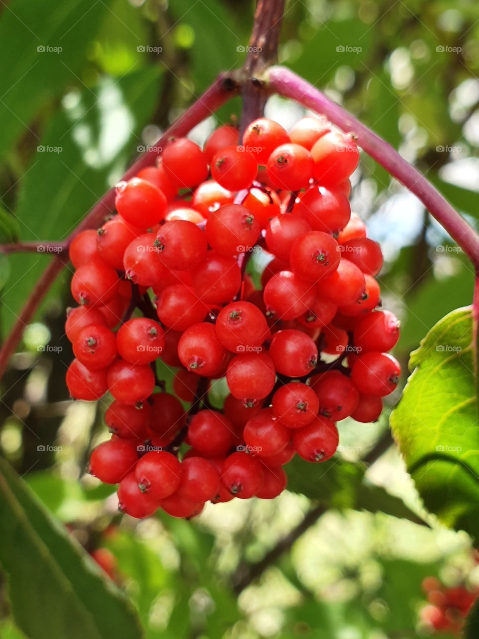branch with small berries and leaves
