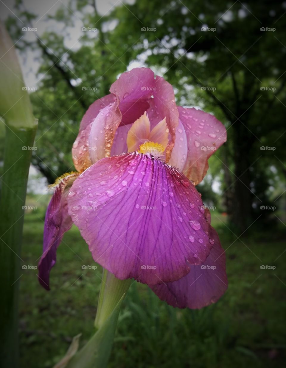 Iris