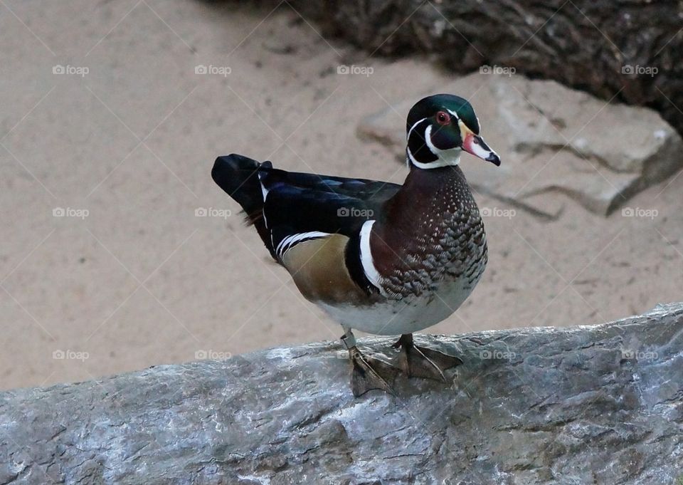 Colorful Duck