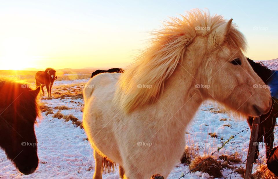 Icelandic horse