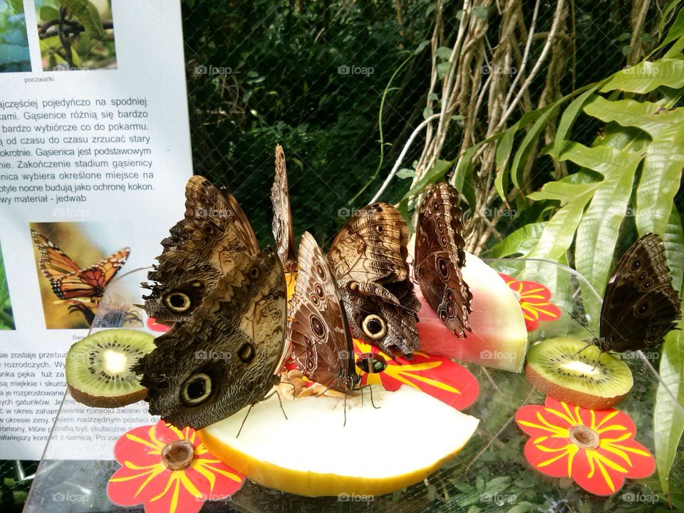 eating butterflies on fruit