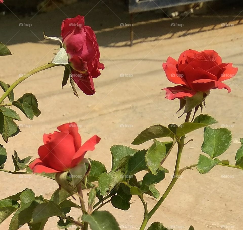 3 🌹 s