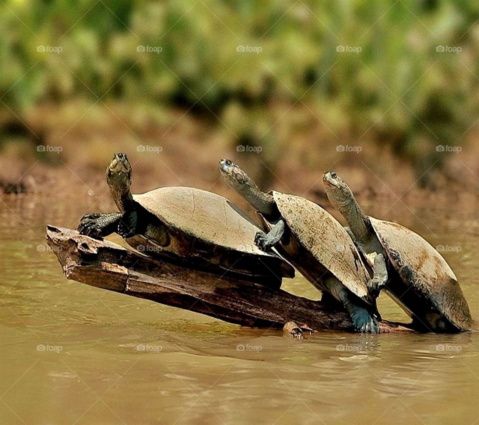 Three soft shell turtles TRYING to balance and catch some rays.