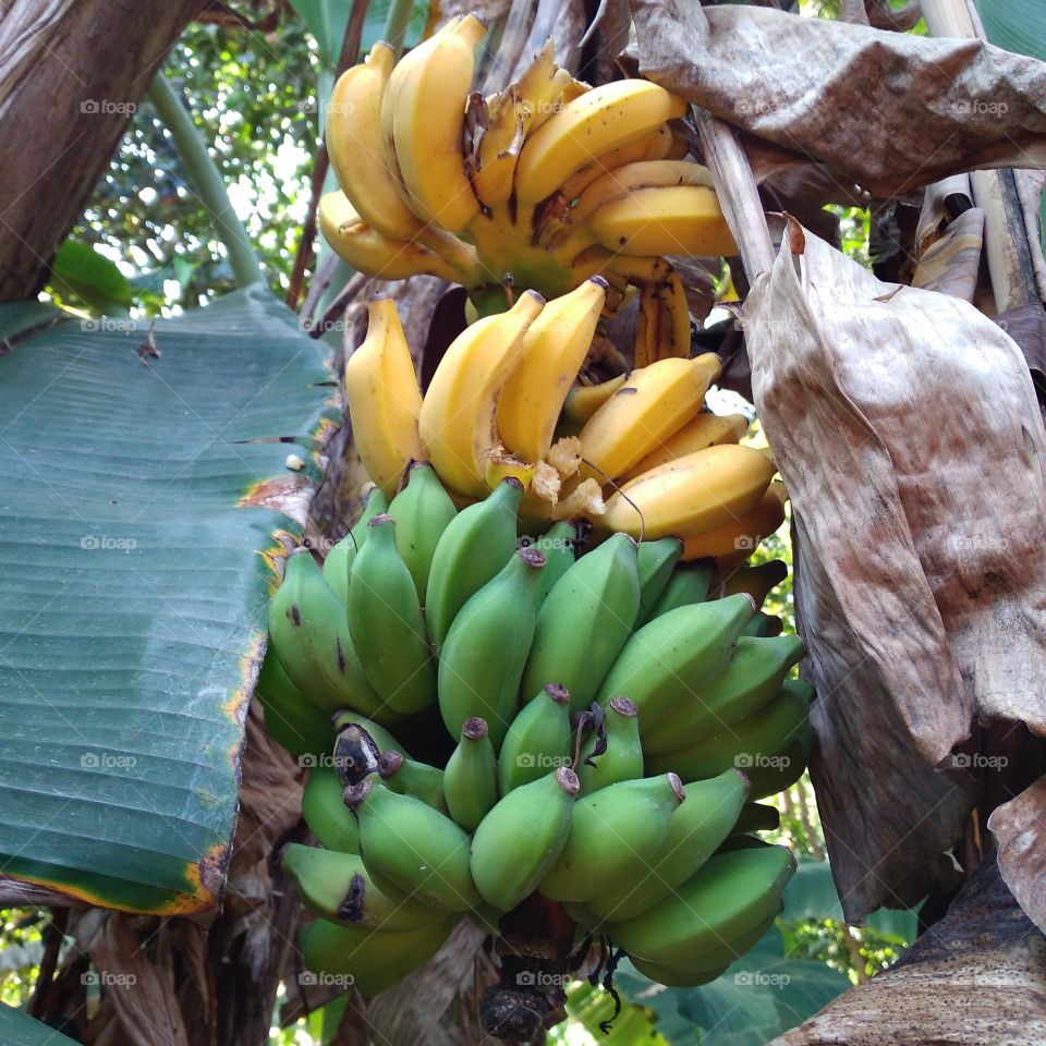 Ripe bananas on the tree are partly eaten by fruit predators