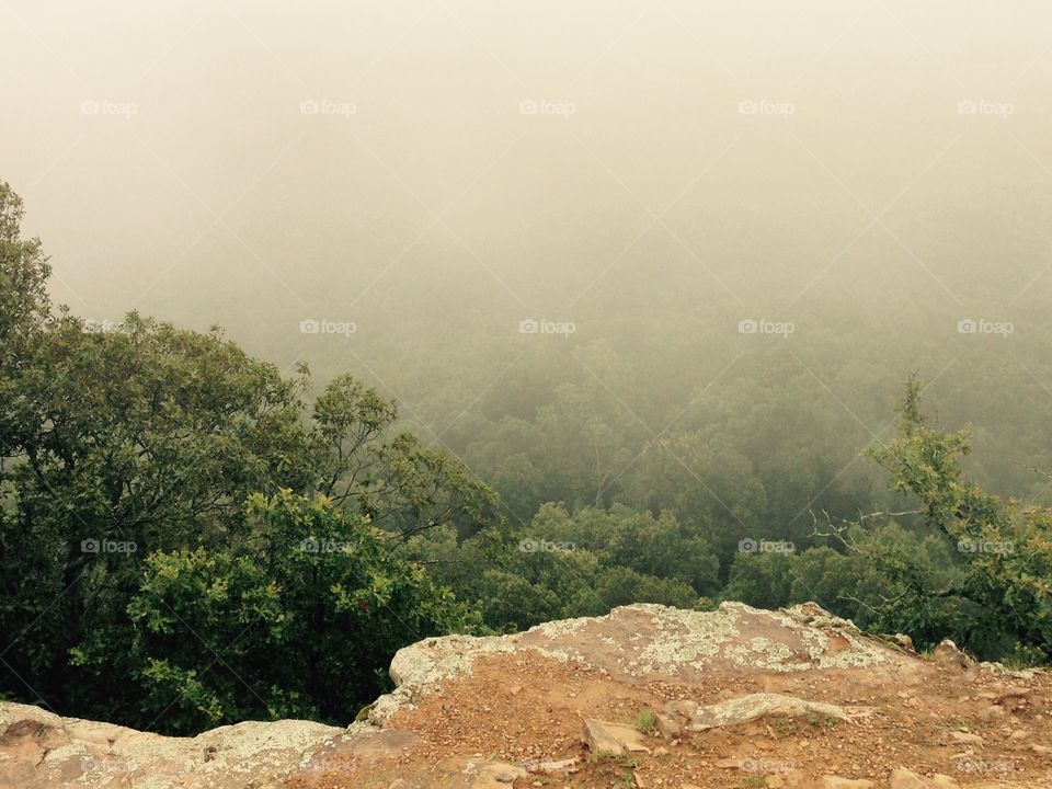 Fog over trees at Mount Nebo