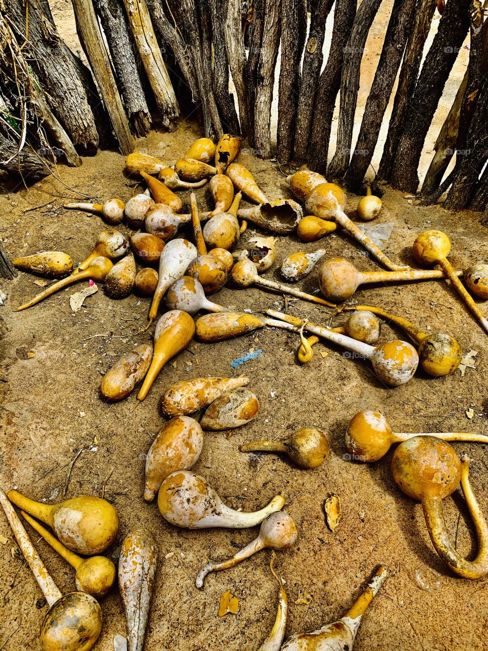 A beautiful picture of dry ornamental gourds from the family of Cucurbitaceae. These flowering plants bear fruits that are very useful in the African cultures. 