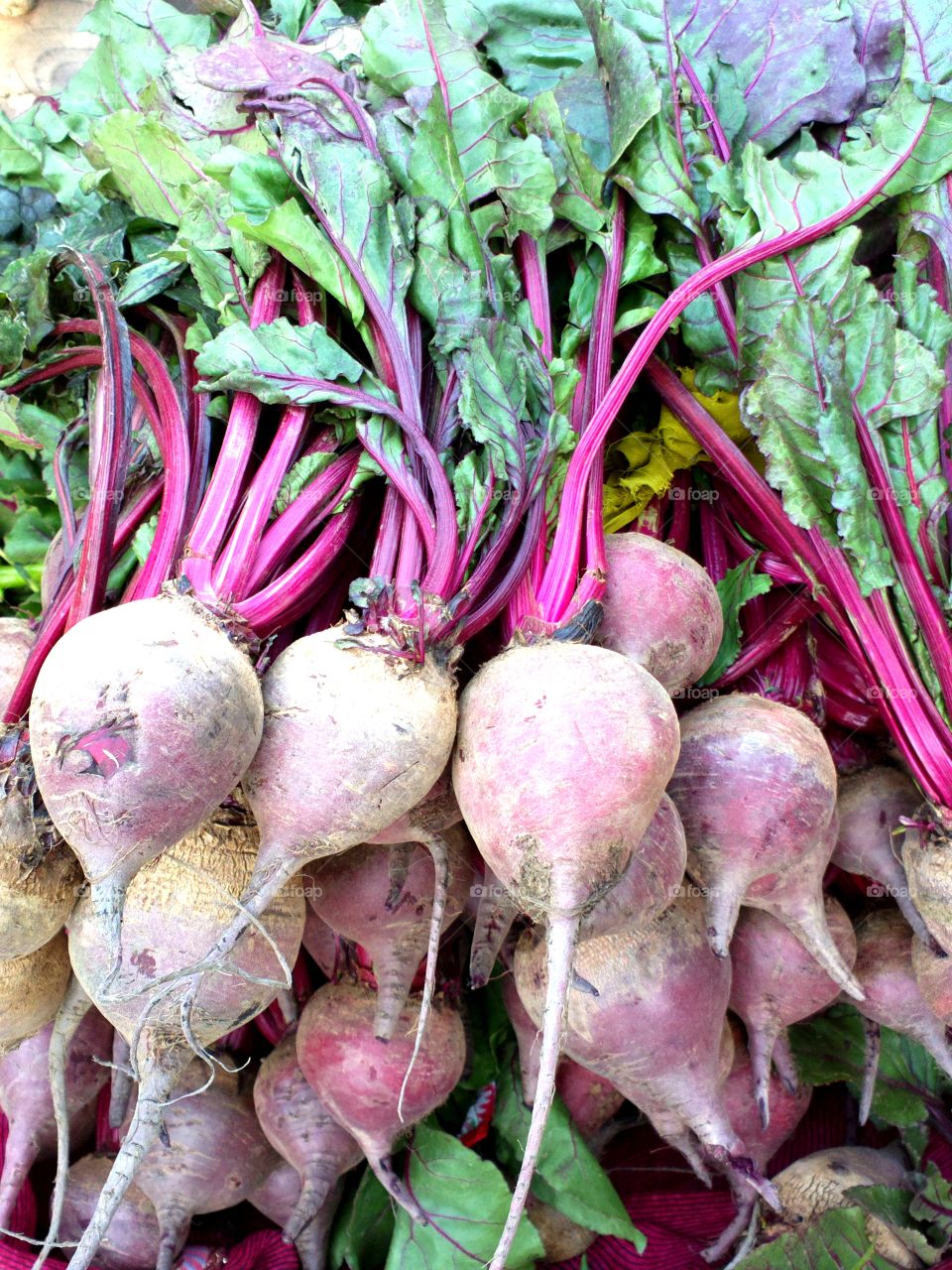 Raw Turnips