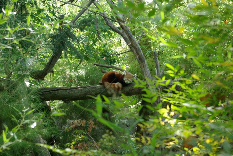 Red panda 