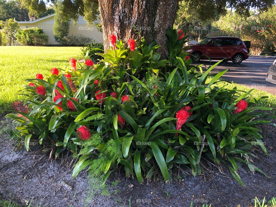 Blooming Bromeliads 