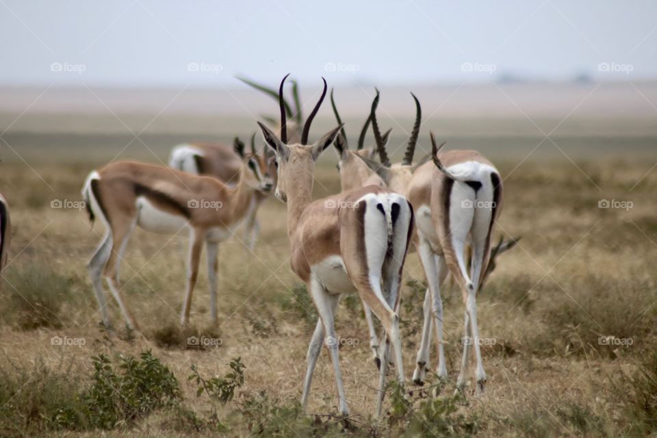 A few antelopes from over 2 million in the savanna in Africa. A beautiful and unique wildlife!