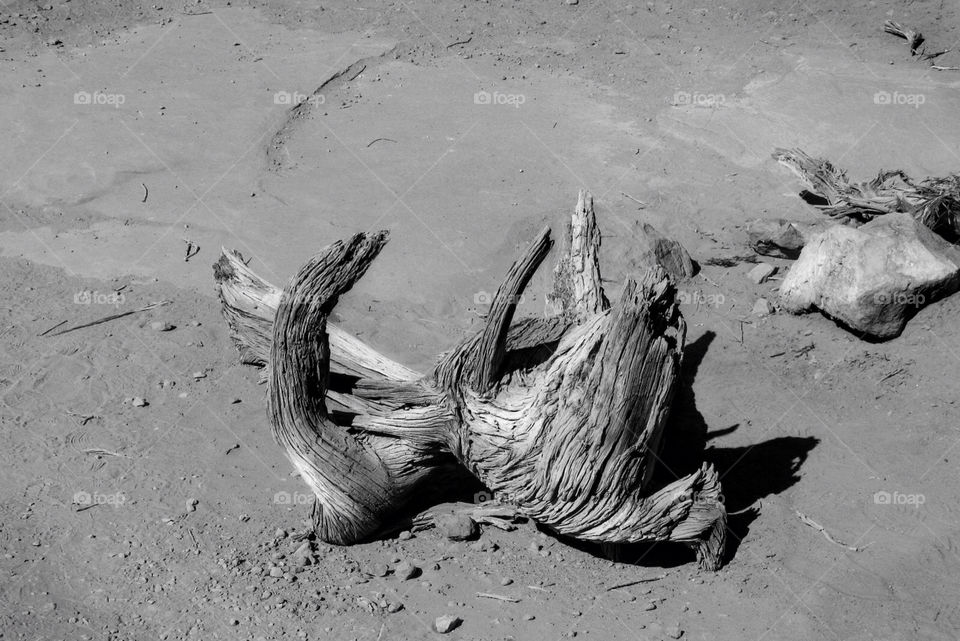 desert black and white lonely driftwood by landon