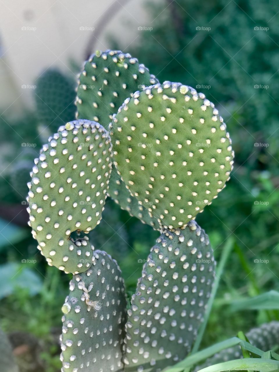 Cactus in the backyard 