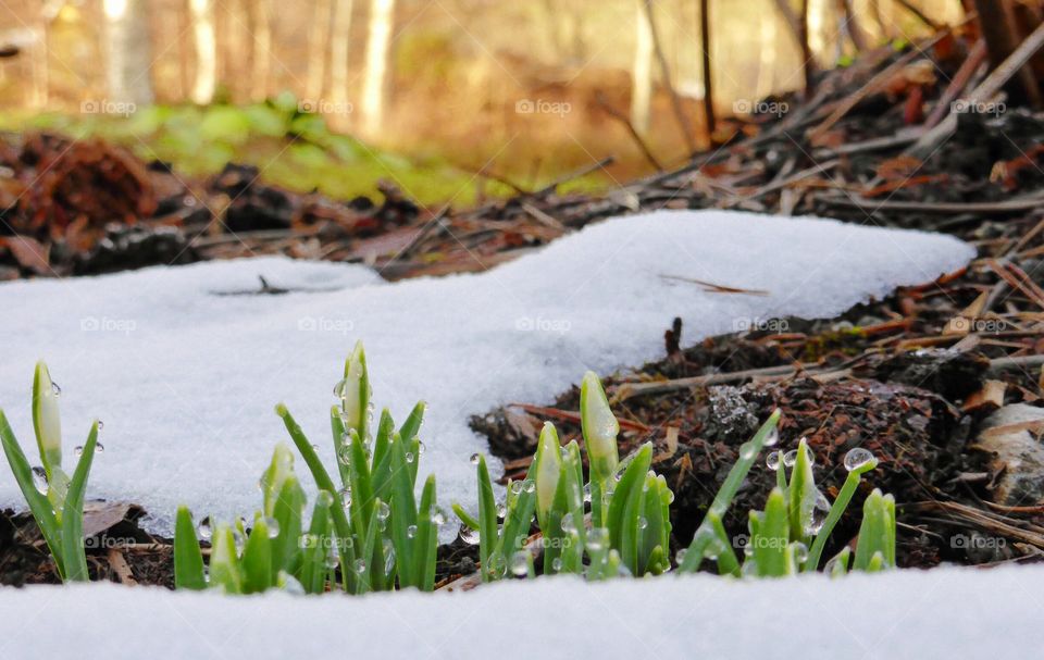 snowdrops . snowdrops 