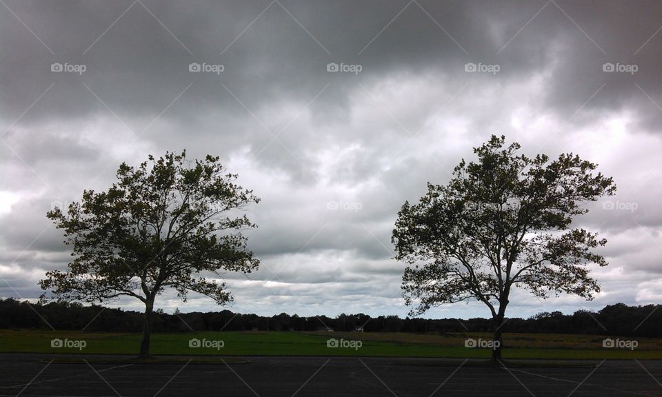Tree, Landscape, No Person, Nature, Sky
