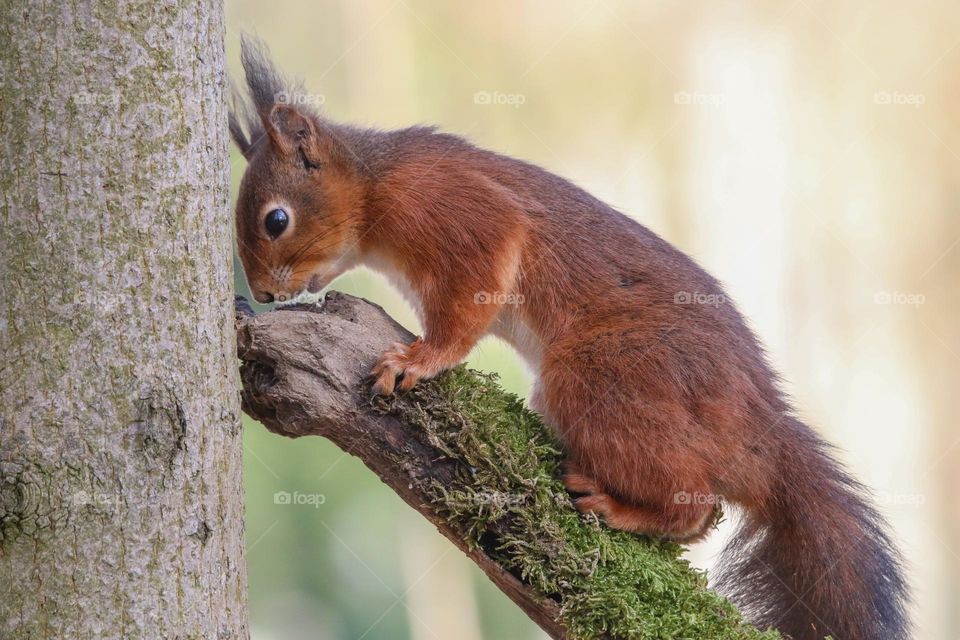 Cute red squirrel looking for nuts