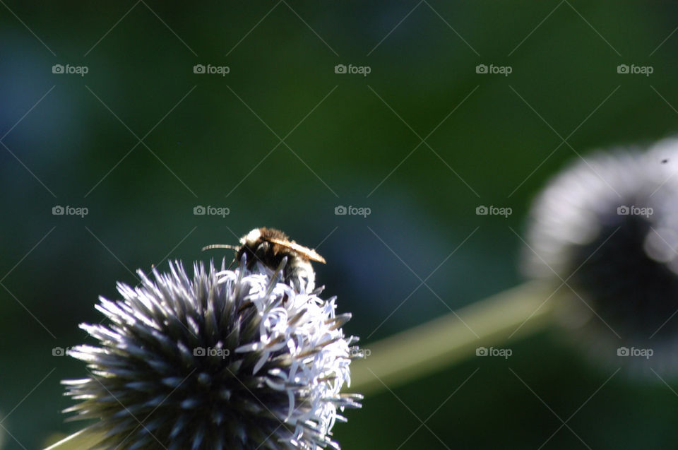 flower park bee by stevephot