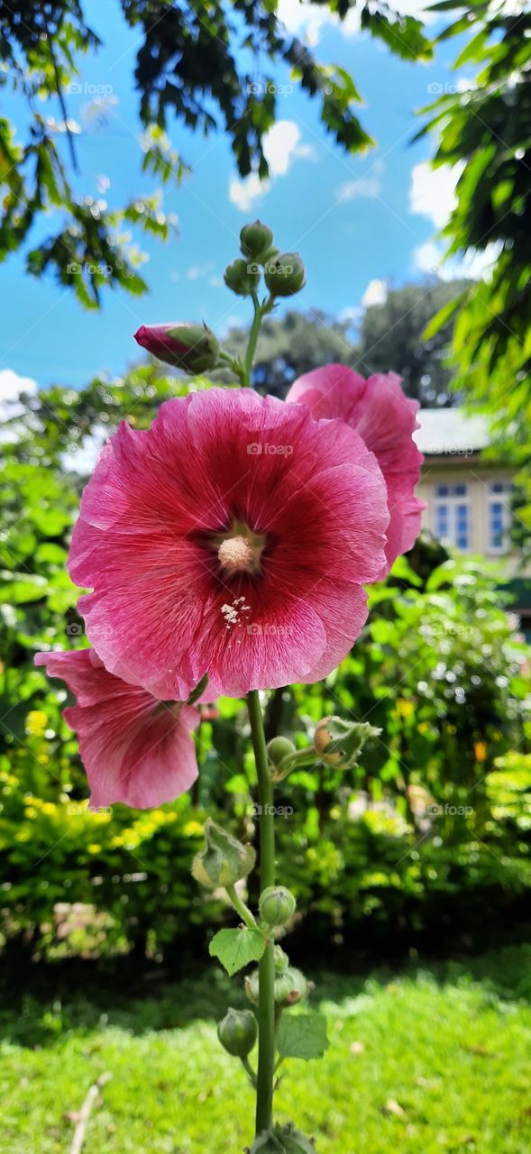 Garden flower