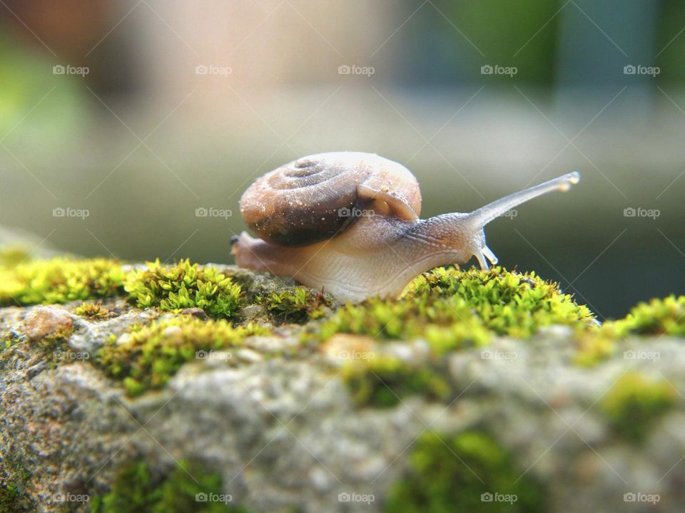 Snail on green moss