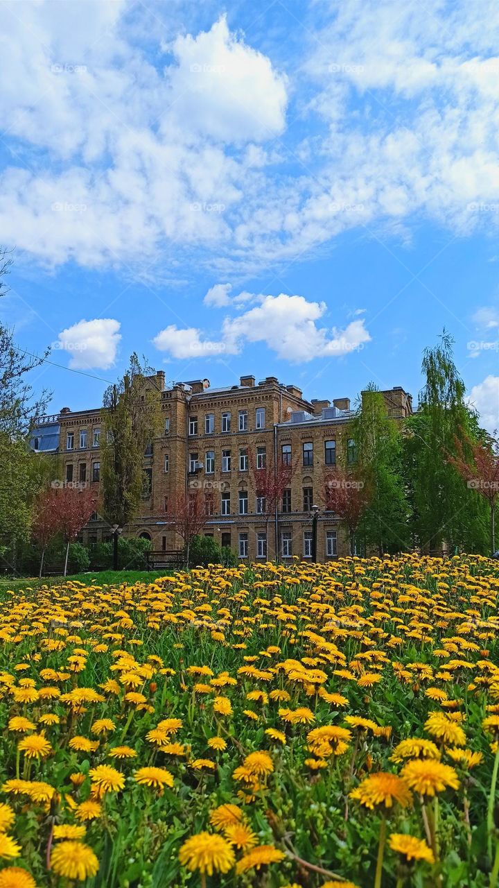 building and dandelions