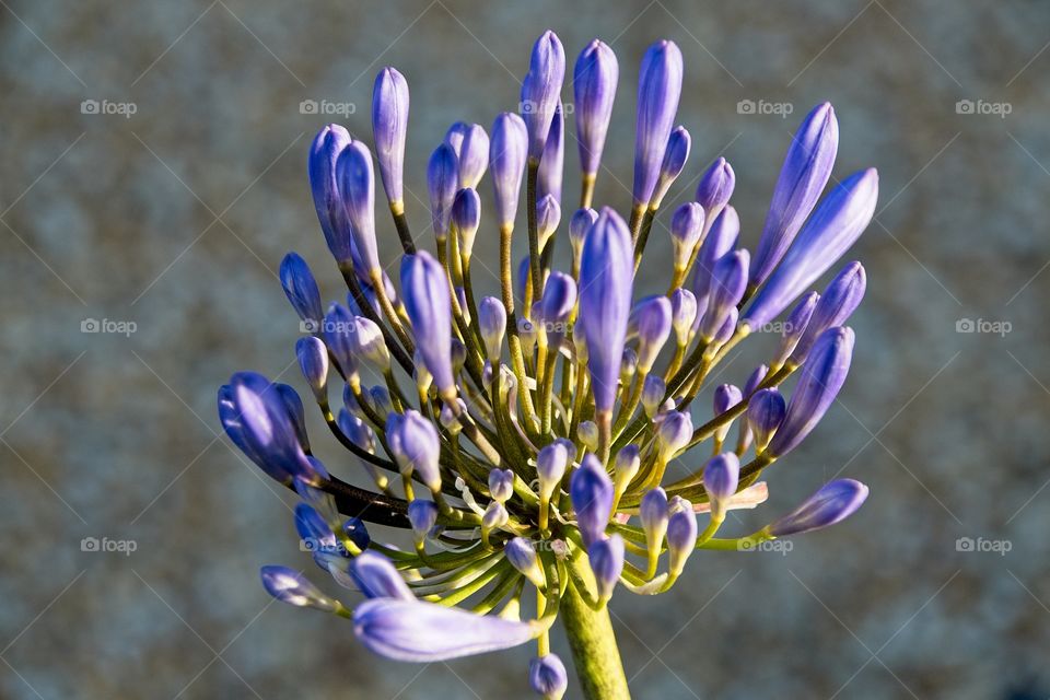 close up of blue flower