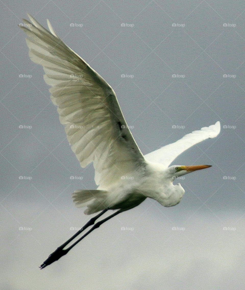 Great Egret in Flight
