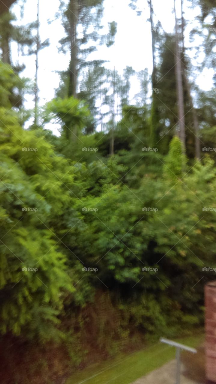 backyard jungle