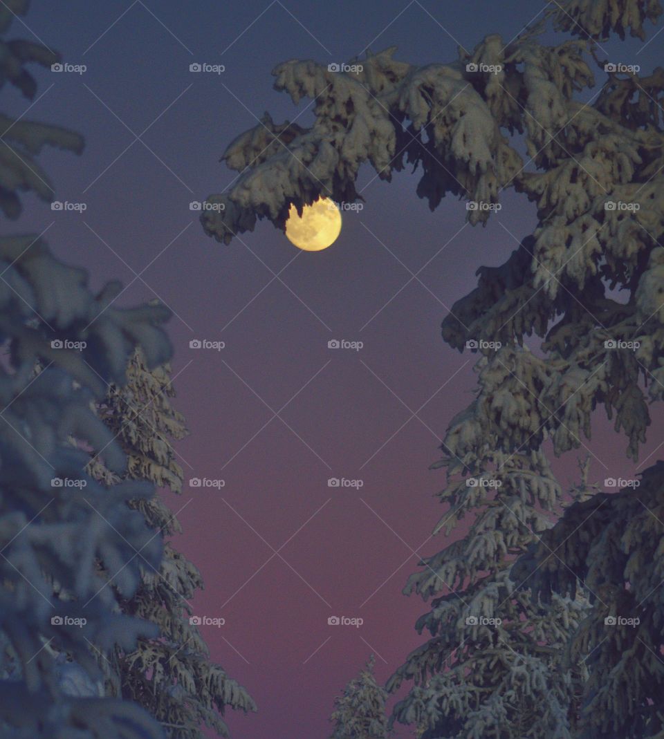 Winter time, morning, forest, spruce, month, dawn, frost, cold, sunset, morning in the forest, month in the sky, night, north, aurora, stars