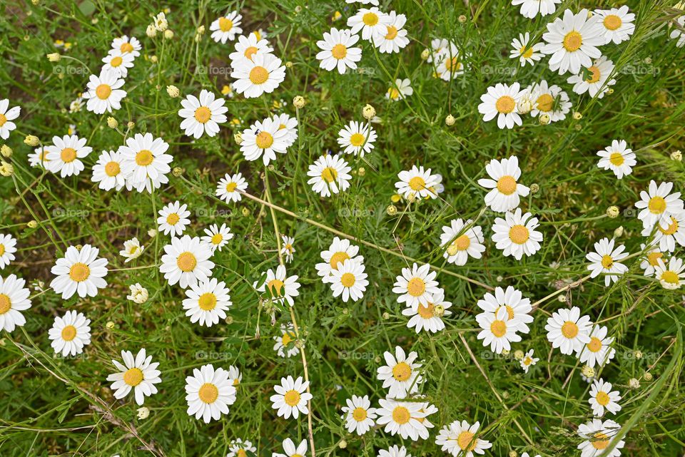 daisy field