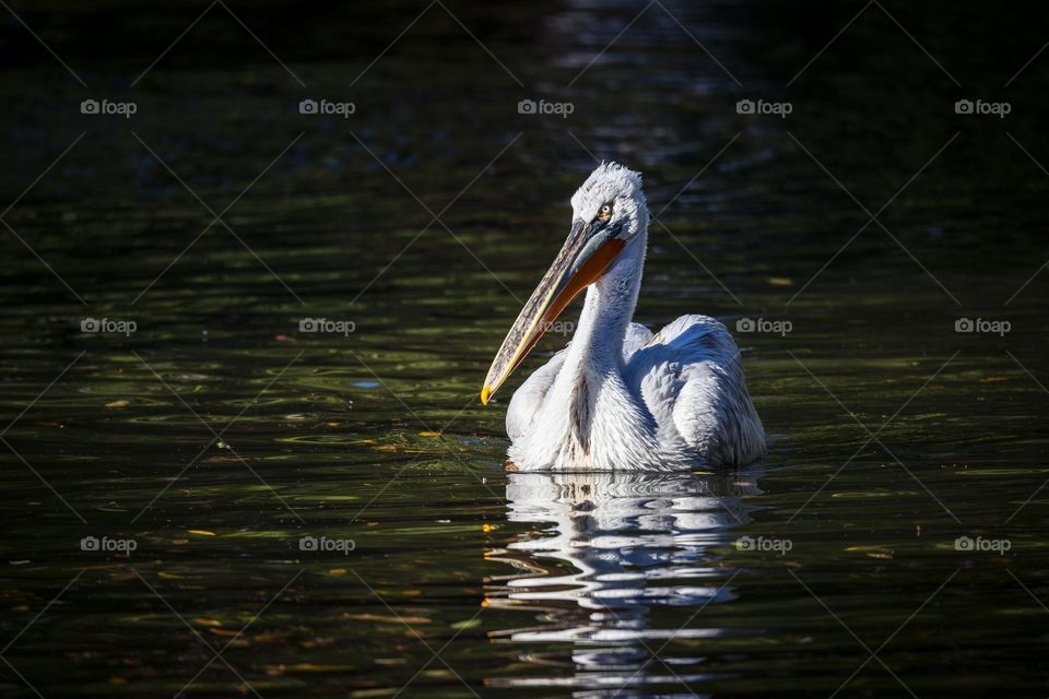 a portrait of a pelican swimming in the water of a lake. the big bird is looking kind of mean.