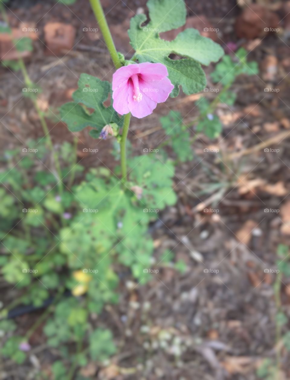 Pink Bell shaped flower