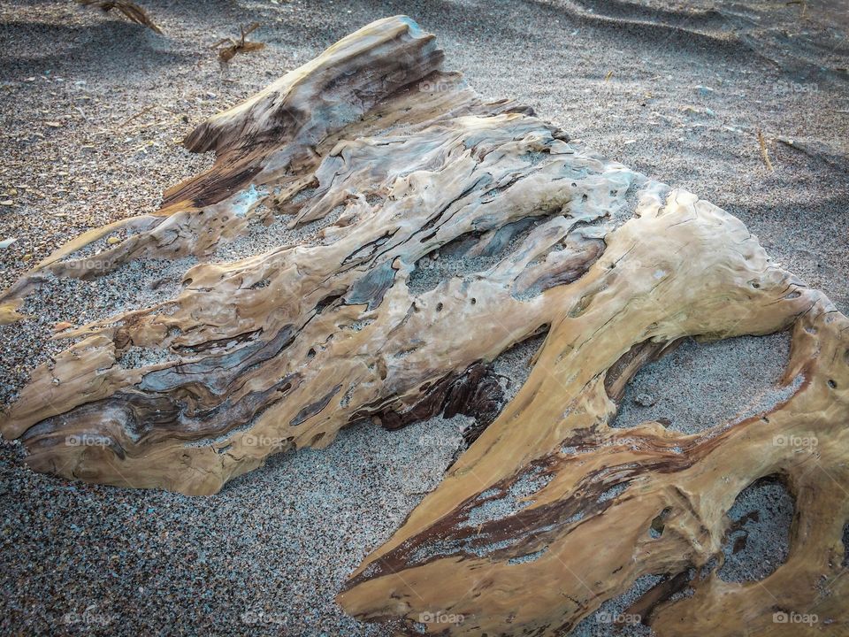 Driftwood on the Beach New Zealand
