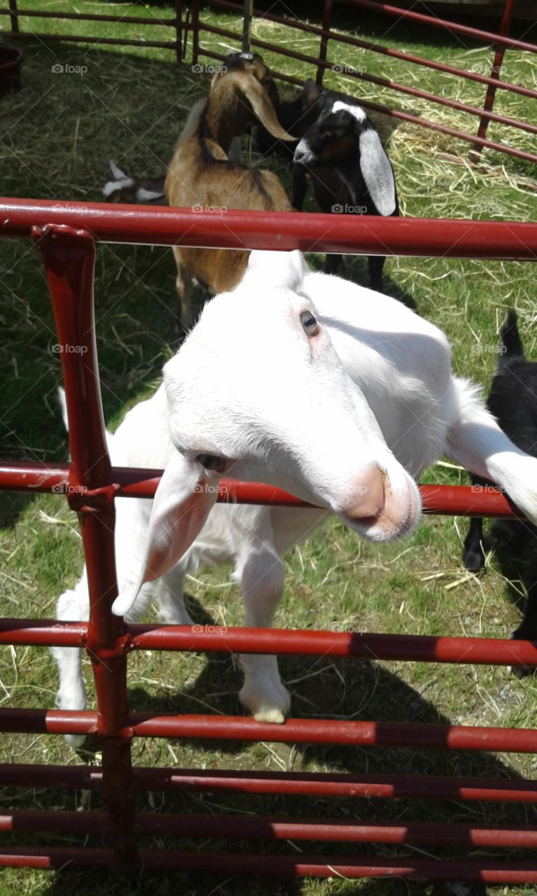 Super adorable goat from the petting zoo!