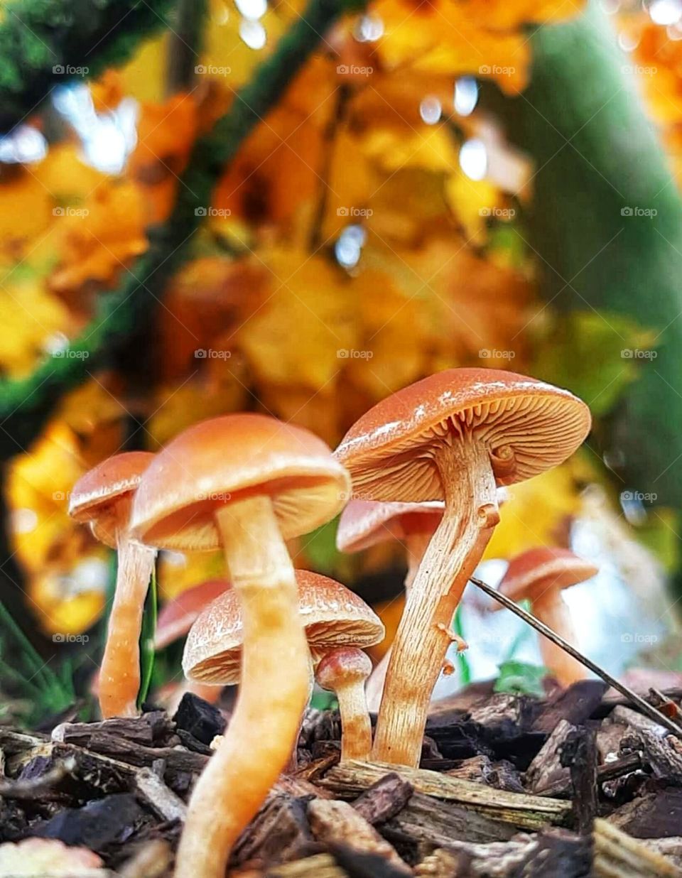 Mushroom plant