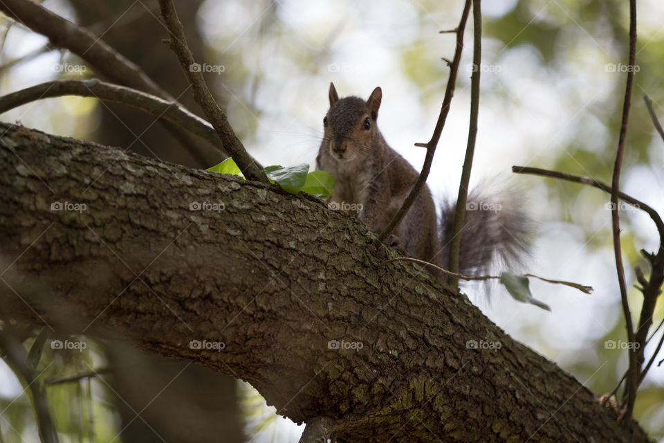 Squirrel 