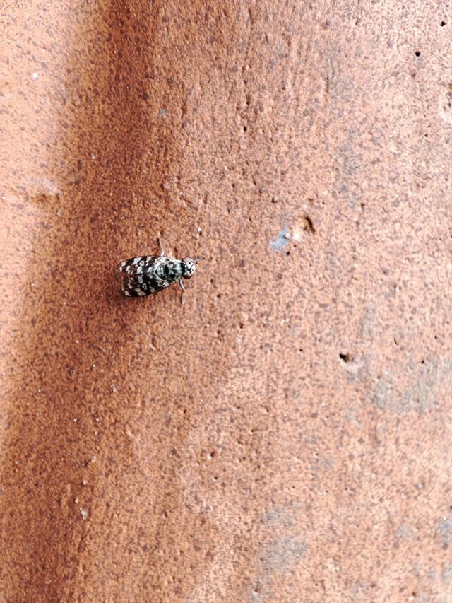 Black and white fly
